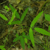 Panicled Tick Trefoil