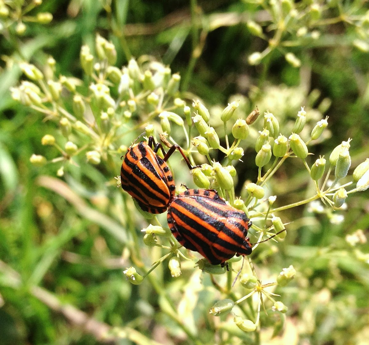 Italian Striped Bug