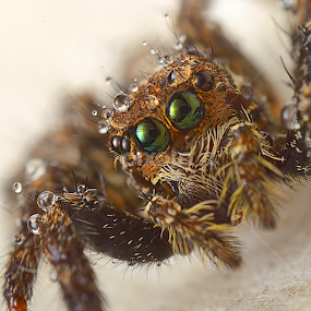 Dew by Sunny Joseph - Animals Insects & Spiders