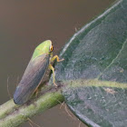 Tartessus Leafhopper