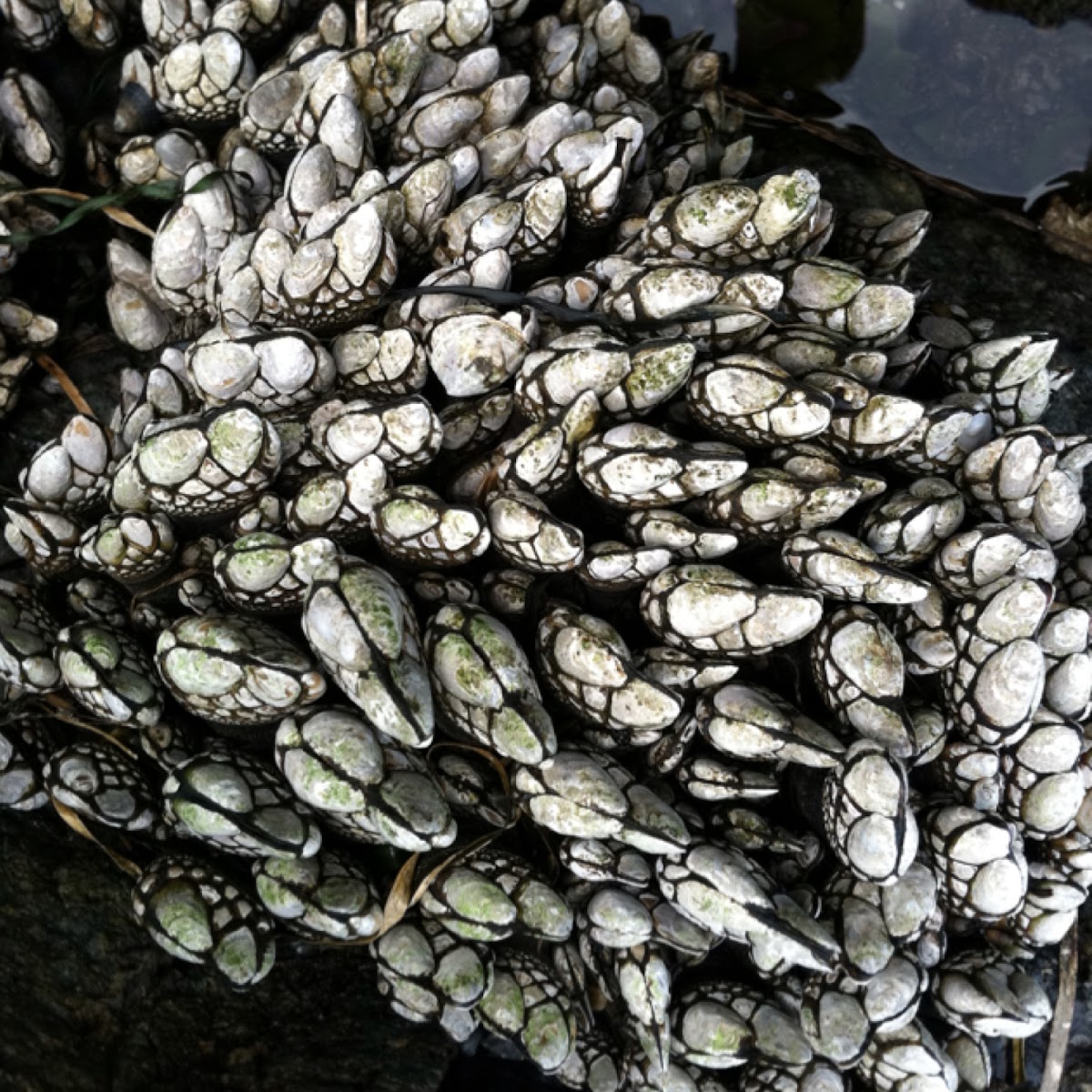 Goose neck barnacle