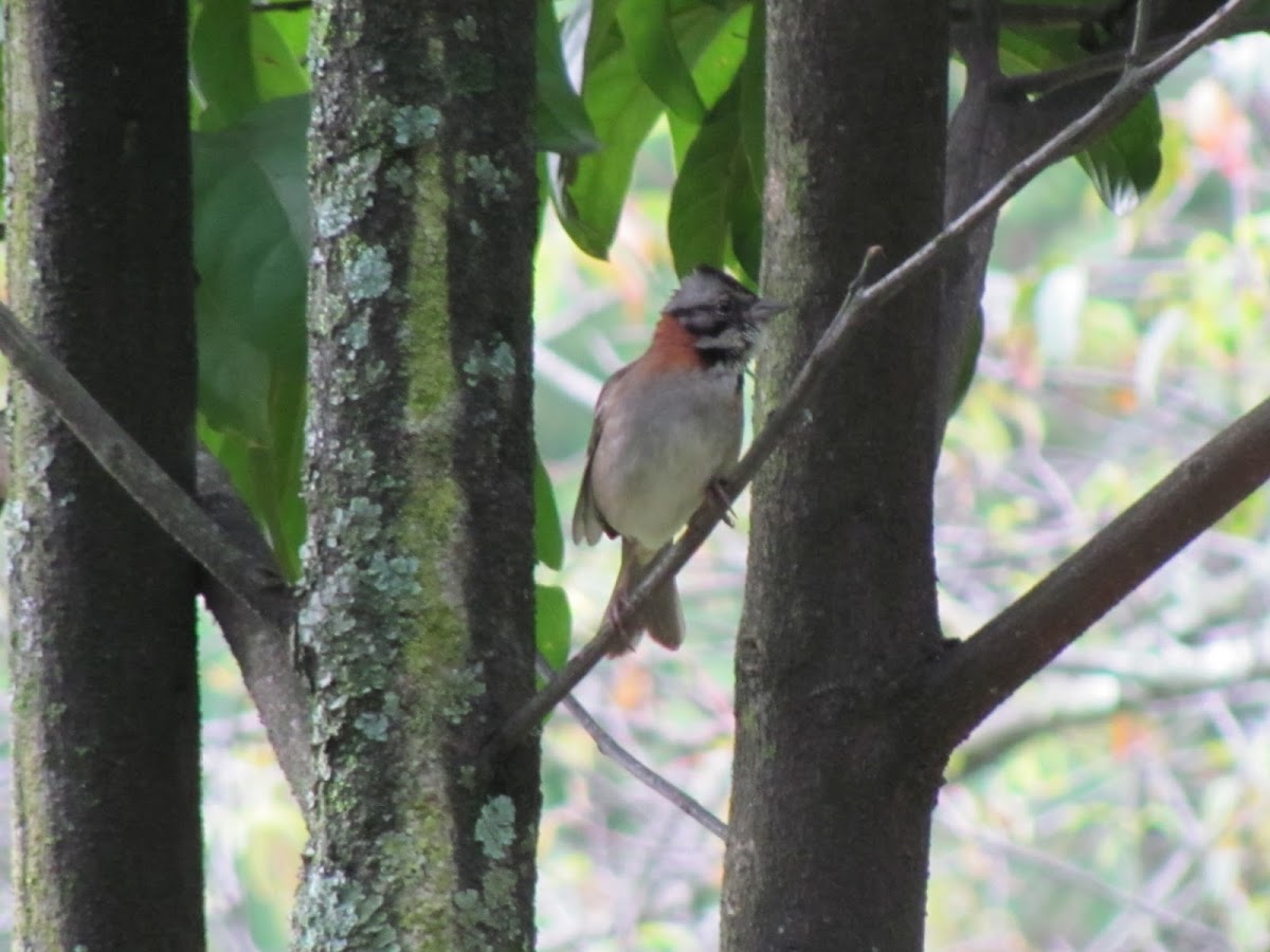 Rufous-collared Sparrow / Copetón