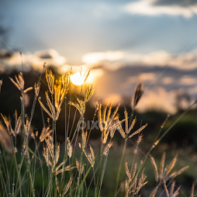 Glowing Grass by Danie Grundling - Uncategorized All Uncategorized