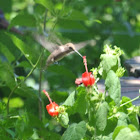 Ruby-throated Hummingbird        Female