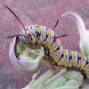plain tiger caterpillar