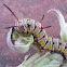 plain tiger caterpillar