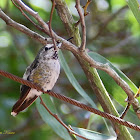 (Juvenile) Anna's Hummingbird
