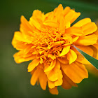african marigold