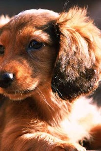 How to get Dachshund Puzzle patch 1.1 apk for bluestacks