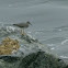 Wandering Tattler