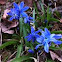 Siberian squill, wood squill