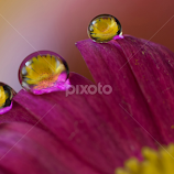 drop by drop by Dragana Trajkovic -  
