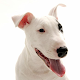 Bull Terriers Jigsaw Puzzle
