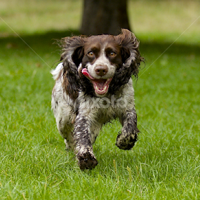 by James Blyth Currie - Animals - Dogs Running