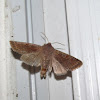 Speckled Green Fruitworm Moth