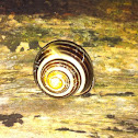 Banded wood snail
