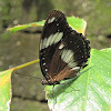 Great Eggfly  