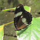 Great Eggfly  