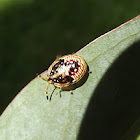 Bug nymph
