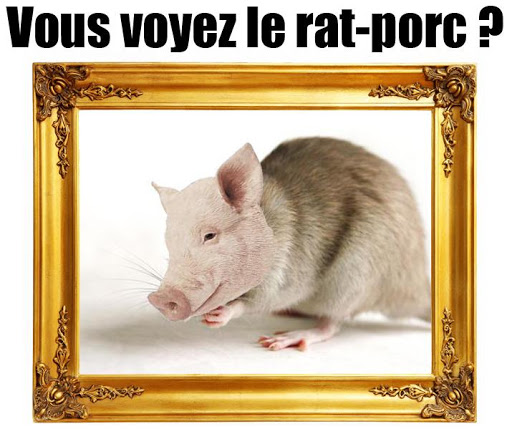 Ratporc