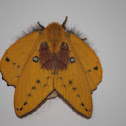 Rose Myrtle Lappet Moth