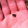 Fowler's Toad