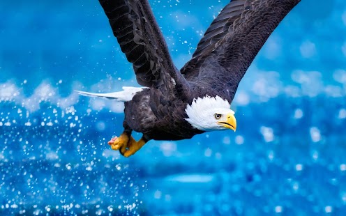 Lastest Eagle Wallpaper HD APK for Android