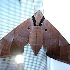 Sphinx or Hawk moth