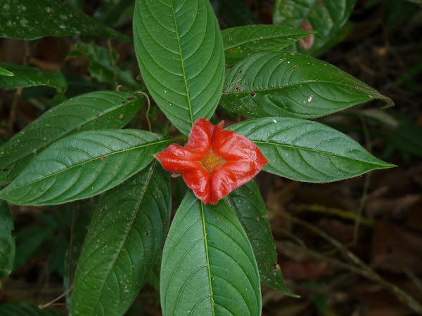 Hot lips flower | Project Noah