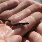 Slender Salamander