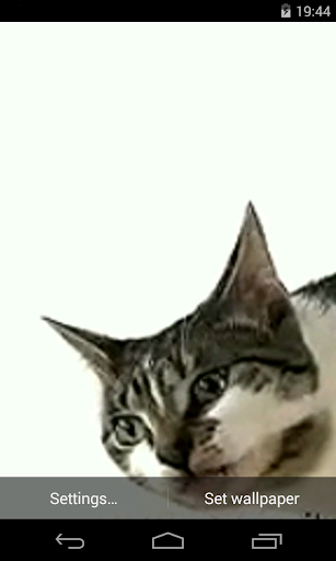고양이 화면 핥는 동영상 라이브 월페이퍼