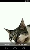 Cat licks glass Video LWP