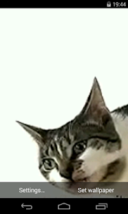 Cat licks glass Video LWP(圖1)-速報App