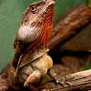 Frill-necked Lizard