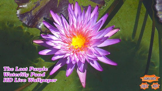 Free The Lost Purple Waterlily Pond APK