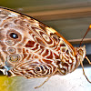 Blomfild's Beauty Butterfly