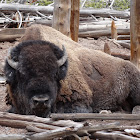 American Bison