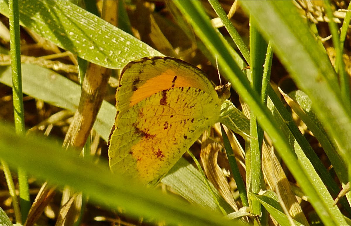 green and yellow butterfly