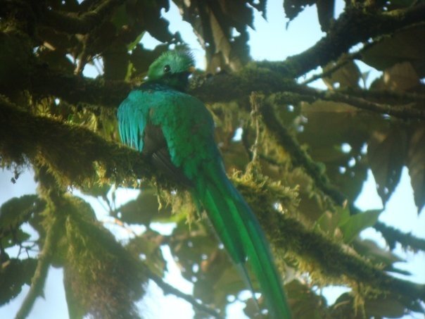 Resplendent Quetzal