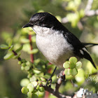 Fiscal Flycatcher