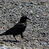 American Crow