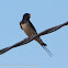 Swallow; Golondrina Común
