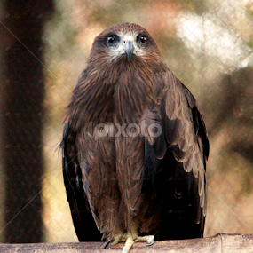 by Deep Chanda - Animals Birds