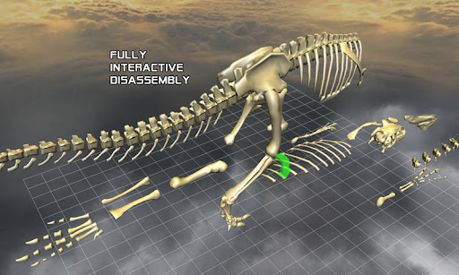 Body Disassembly 3D