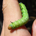 Rosy Maple Moth (larva)