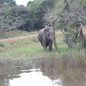 Asian Elephant