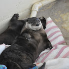  North American River Otter