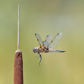 4 Spotted chaser  by Mike Hudson - Animals Insects & Spiders
