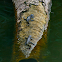 american alligator