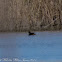 Little Grebe; Zampullín Chico